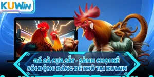 Đá Gà Cựa Sắt - Sảnh Chọi Kê Sôi Động Đáng Để Thử Tại KUWIN