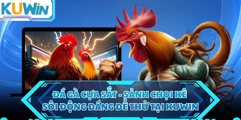 Đá Gà Cựa Sắt - Sảnh Chọi Kê Sôi Động Đáng Để Thử Tại KUWIN