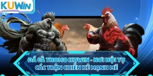 Đá Gà Thomo KUWIN - Nơi Hội Tụ Các Trận Chiến Kê Mạnh Mẽ