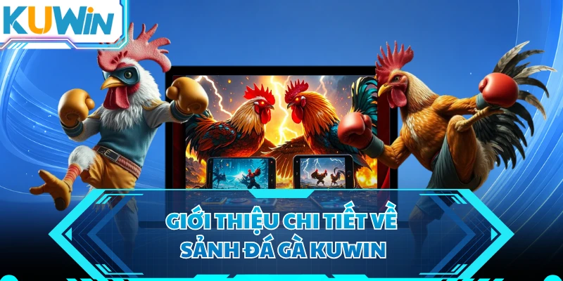 Giới thiệu chi tiết về sảnh đá gà KUWIN